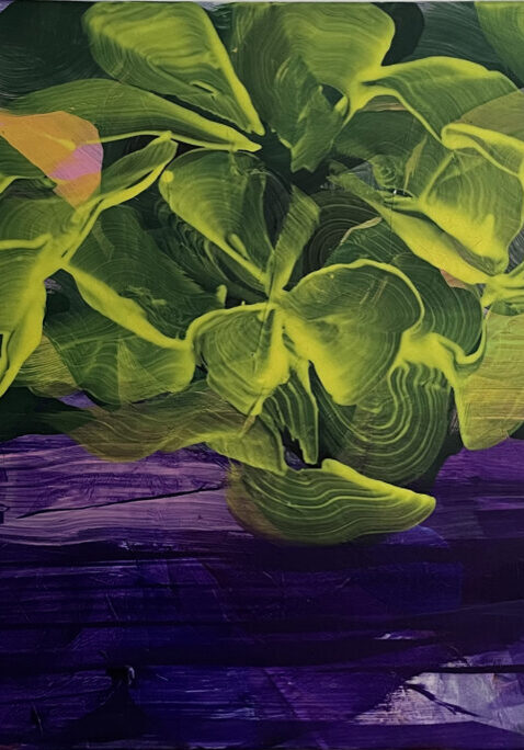 hortensia 11-2023